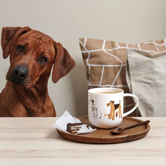 ASA-Coppa-Cats-Dogs-various-dogs