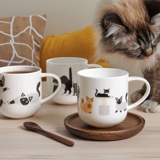 ASA-Coppa-Cats-Dogs-Various-Cats