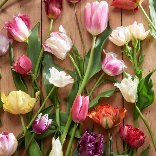 Die Vielfalt der Tulpe